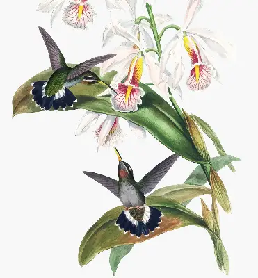 Rollo Fenster mit dem Motiv Vögel auf einer Blume