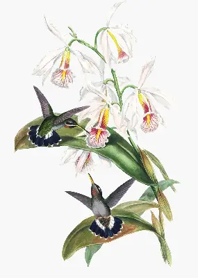 Rollo Fenster mit dem Motiv Vögel auf einer Blume