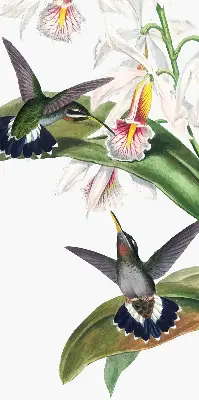 Rollo Fenster mit dem Motiv Vögel auf einer Blume