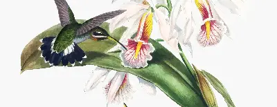 Rollo Fenster mit dem Motiv Vögel auf einer Blume
