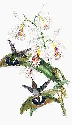 Rollo Fenster mit dem Motiv Vögel auf einer Blume