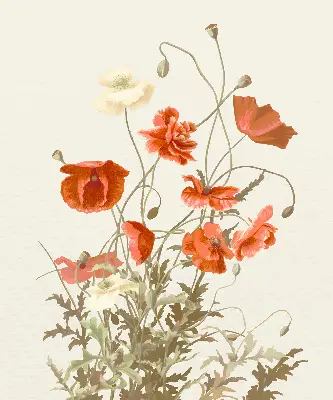 Rollo mit Mohnblumenmotiv