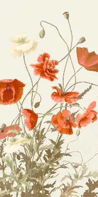 Rollo mit Mohnblumenmotiv