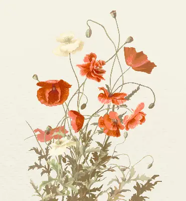 Rollo mit Mohnblumenmotiv