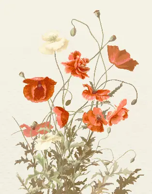 Rollo mit Mohnblumenmotiv