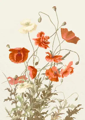Rollo mit Mohnblumenmotiv