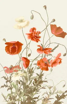 Rollo mit Mohnblumenmotiv