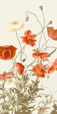 Rollo mit Mohnblumenmotiv