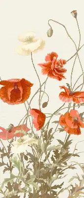 Rollo mit Mohnblumenmotiv