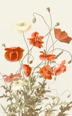 Rollo mit Mohnblumenmotiv