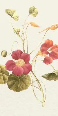 Fensterrollo mit Blumenmotiv