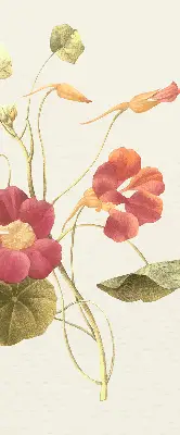 Fensterrollo mit Blumenmotiv