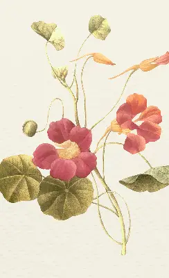 Fensterrollo mit Blumenmotiv