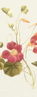 Fensterrollo mit Blumenmotiv
