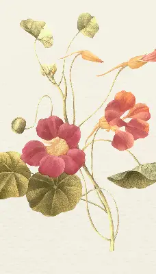 Fensterrollo mit Blumenmotiv
