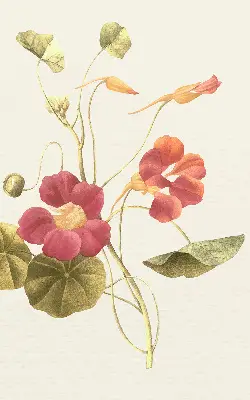 Fensterrollo mit Blumenmotiv