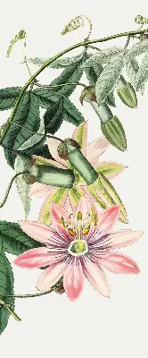 Rollo Fenster mit Motiv einer rosa Blume