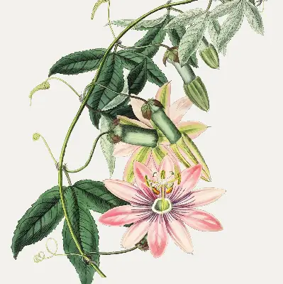 Rollo Fenster mit Motiv einer rosa Blume