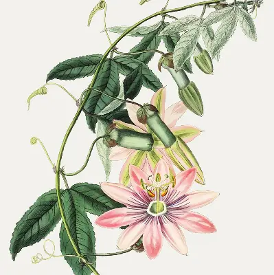 Rollo Fenster mit Motiv einer rosa Blume