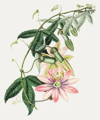 Rollo Fenster mit Motiv einer rosa Blume