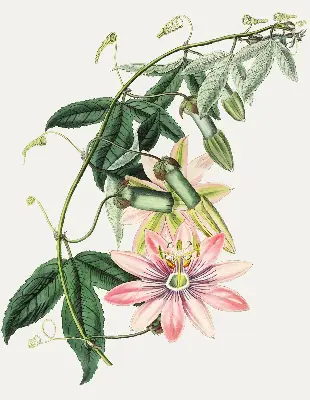 Rollo Fenster mit Motiv einer rosa Blume