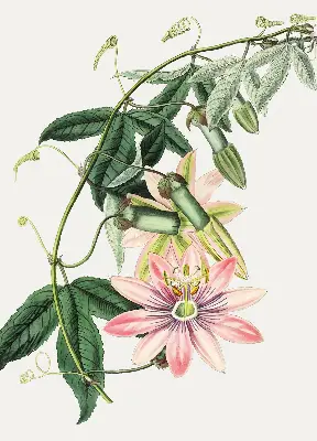 Rollo Fenster mit Motiv einer rosa Blume