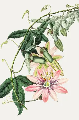 Rollo Fenster mit Motiv einer rosa Blume