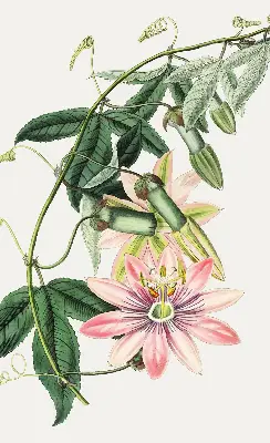 Rollo Fenster mit Motiv einer rosa Blume