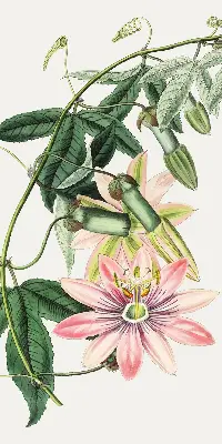 Rollo Fenster mit Motiv einer rosa Blume