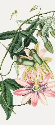 Rollo Fenster mit Motiv einer rosa Blume