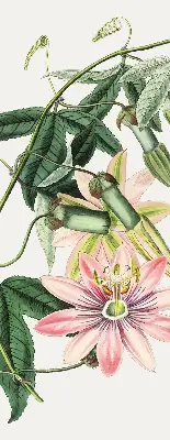 Rollo Fenster mit Motiv einer rosa Blume