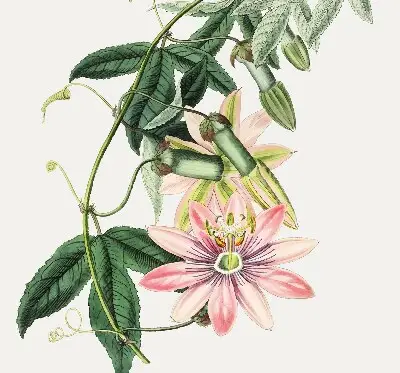 Rollo Fenster mit Motiv einer rosa Blume