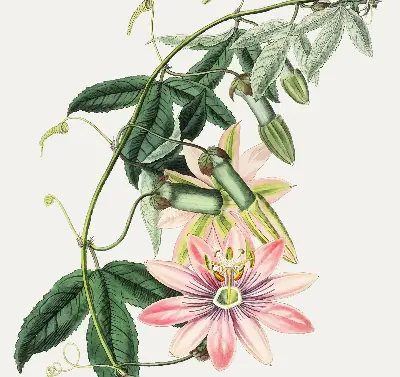 Rollo Fenster mit Motiv einer rosa Blume