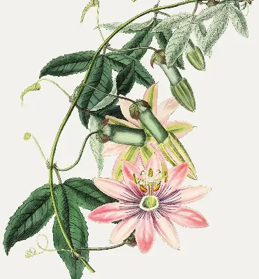 Rollo Fenster mit Motiv einer rosa Blume