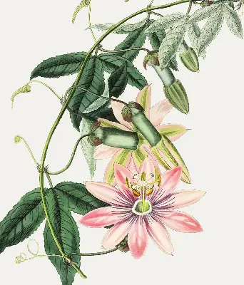 Rollo Fenster mit Motiv einer rosa Blume