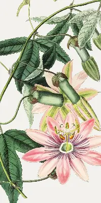 Rollo Fenster mit Motiv einer rosa Blume