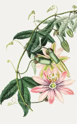 Rollo Fenster mit Motiv einer rosa Blume