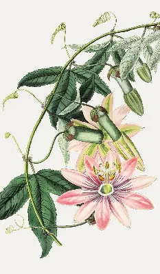 Rollo Fenster mit Motiv einer rosa Blume