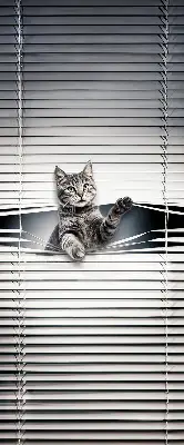 Fensterrollo mit Katzenmotiv