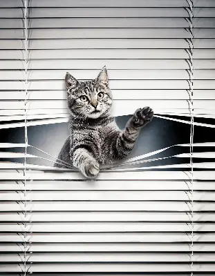 Fensterrollo mit Katzenmotiv