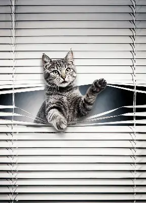 Fensterrollo mit Katzenmotiv