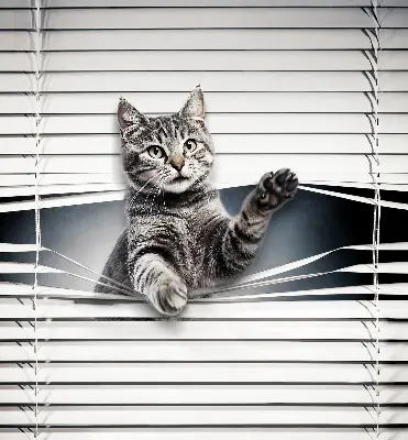 Fensterrollo mit Katzenmotiv