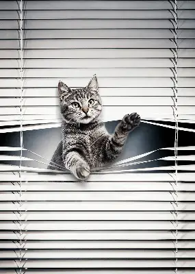 Fensterrollo mit Katzenmotiv