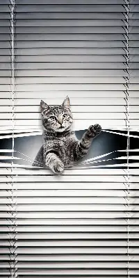 Fensterrollo mit Katzenmotiv