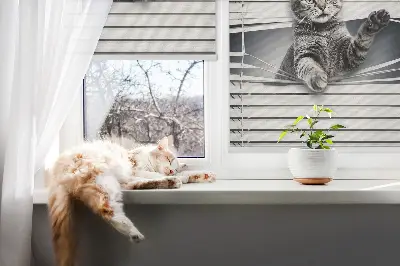 Fensterrollo mit Katzenmotiv
