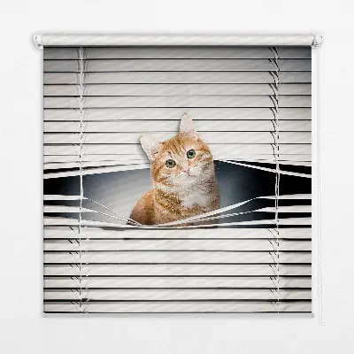 Fensterrollo innen von Ingwerkatze