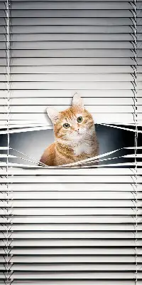 Fensterrollo innen von Ingwerkatze