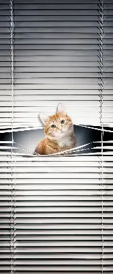 Fensterrollo innen von Ingwerkatze
