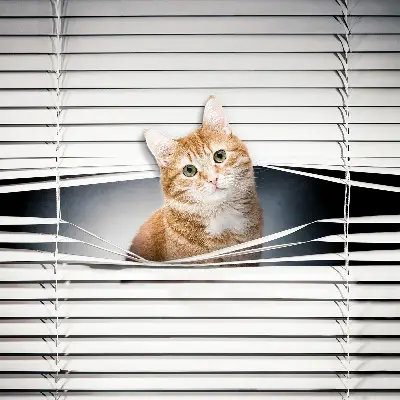 Fensterrollo innen von Ingwerkatze