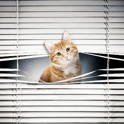 Fensterrollo innen von Ingwerkatze